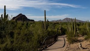 desert botanical garden in papago park with cacti and plants, mountain range view at the back