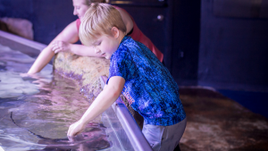 child playing in a touch pool