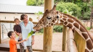 a kid with his mom feeding a giraffe in a zoo