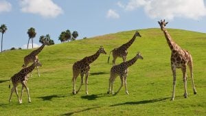 giraffes across a hill