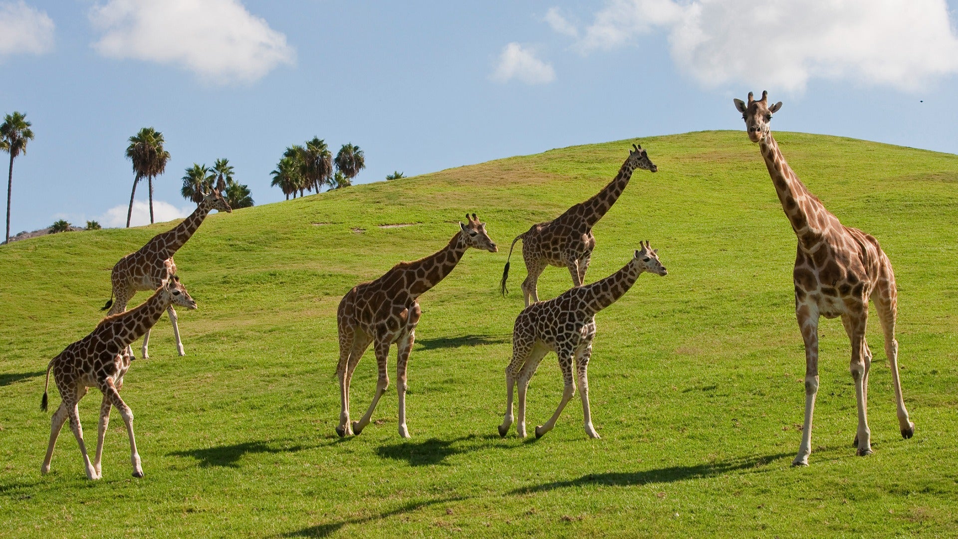 giraffes across a hill