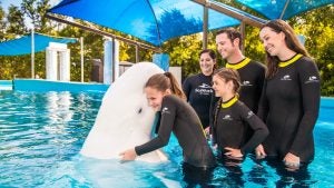 a family interacting with a dolphin in an aquarium