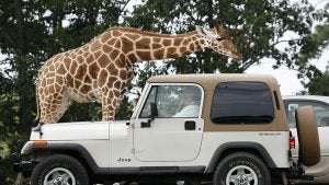 car with driver stopping to look at a giraffe