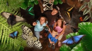 a family of four pointing at butterflies