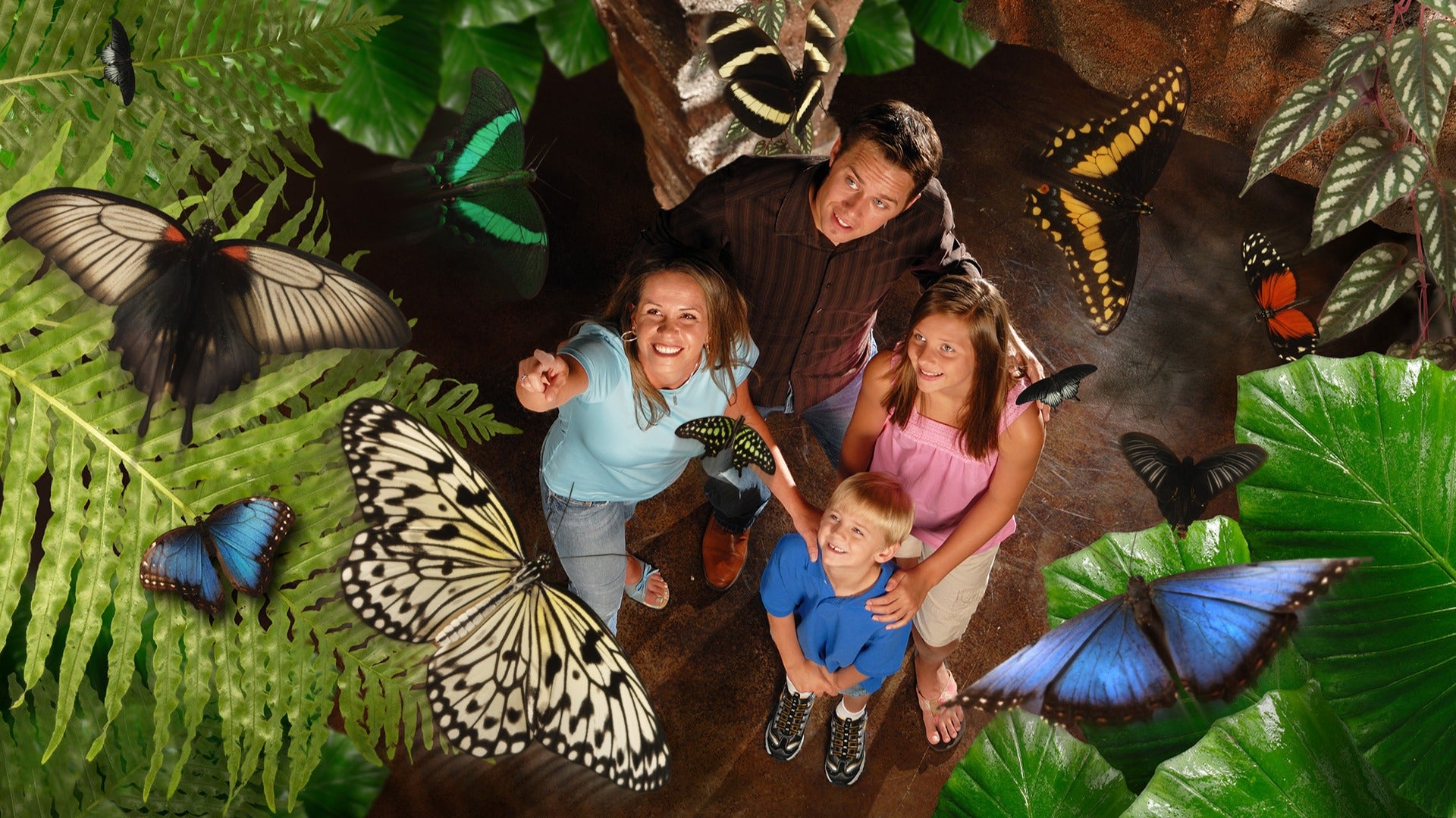 a family of four pointing at butterflies