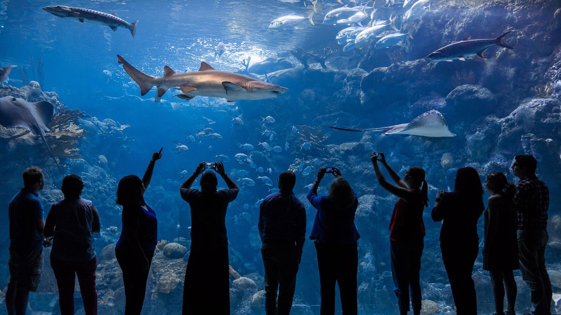 people in an aquarium viewing sharks