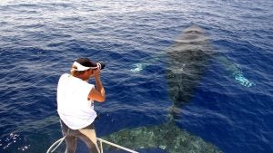 man taking a photo of a whale from a boat