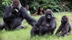 gorillas in an enclosure with people watching
