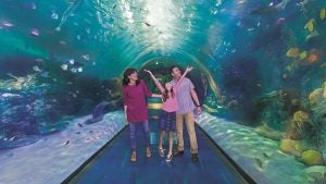 a family of three enjoying an aquarium tunnel