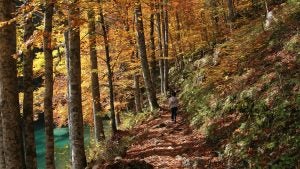 a little boy hiking during fall with a stream beside him