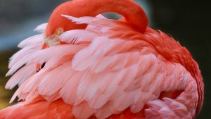 a pink flamingo