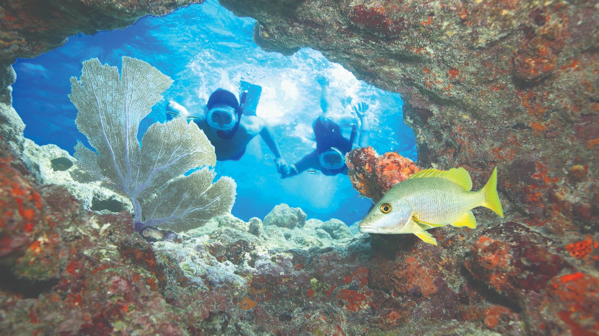 a couple snorkeling with fish and various coral reefs in the ocean