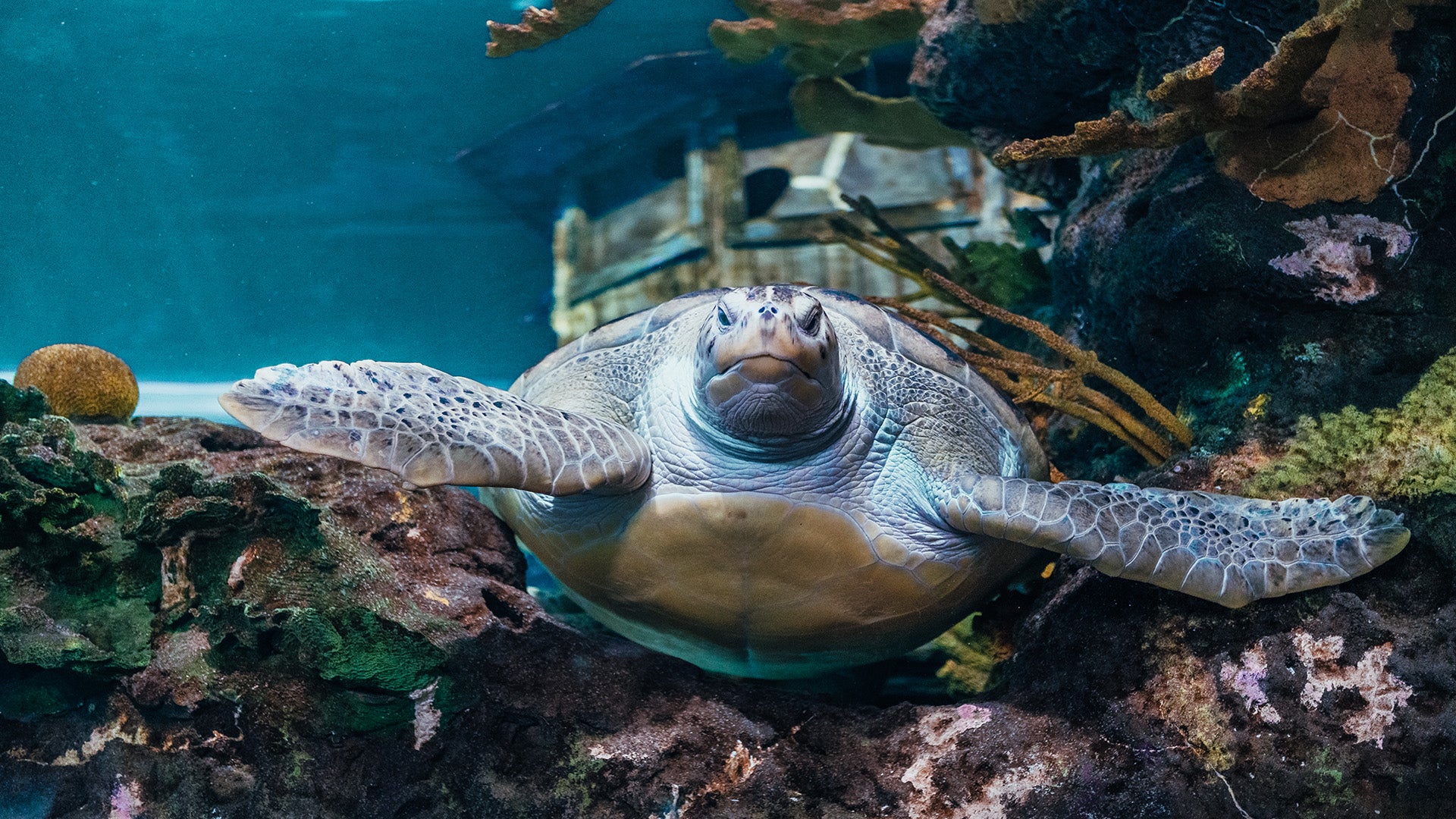 a turtle in an aquarium