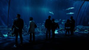 people in an aquarium tunnel observing fish