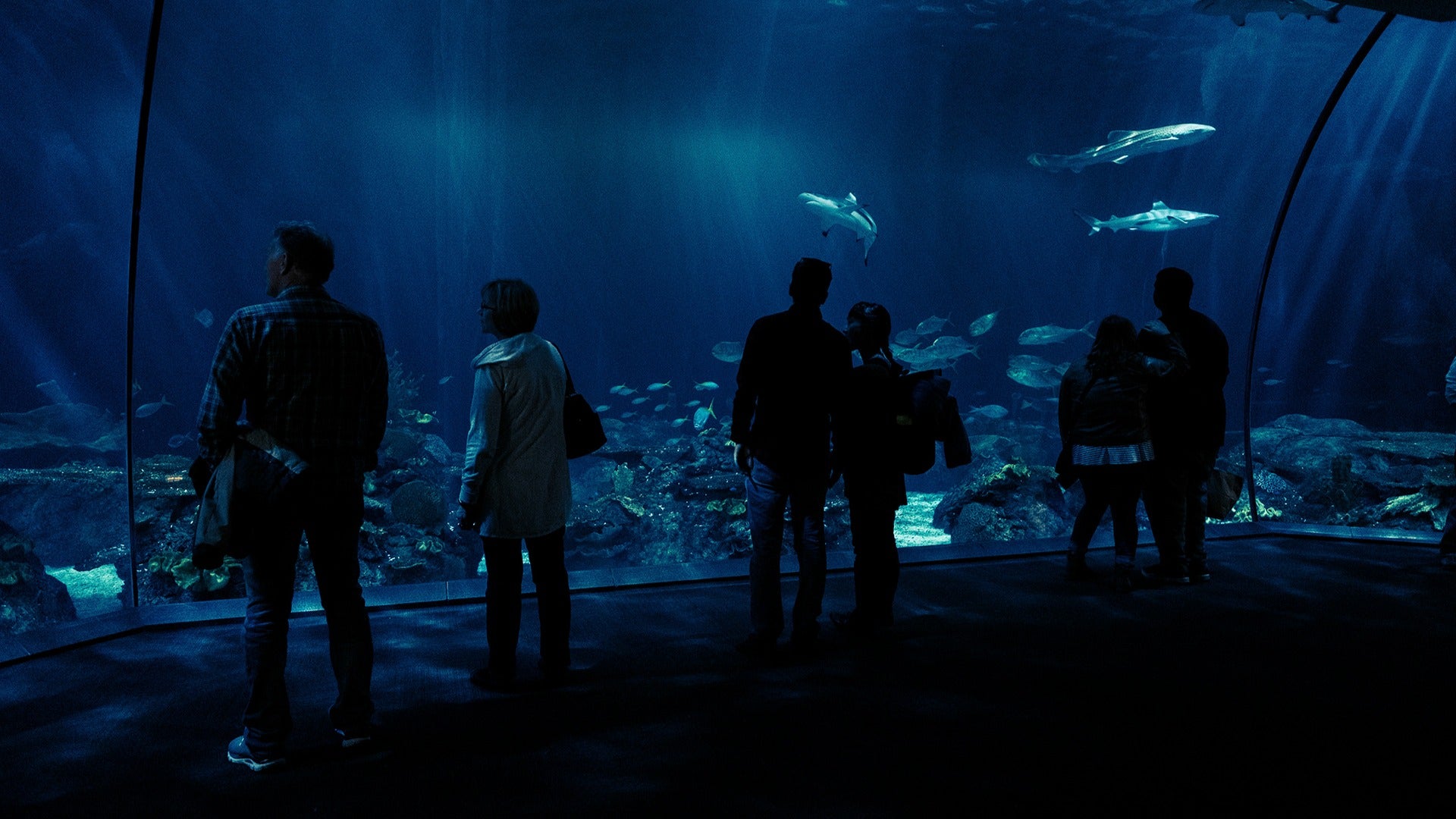 people in an aquarium tunnel observing fish