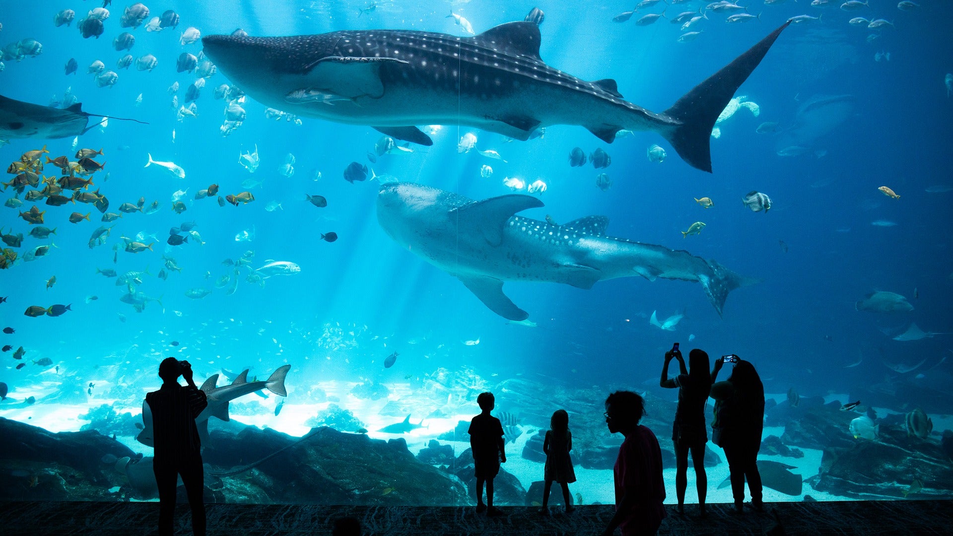 people in an aquarium observation tunnel looking at whale sharks and taking photos