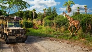giraffes in a grassy field with trees, a safari van passing by