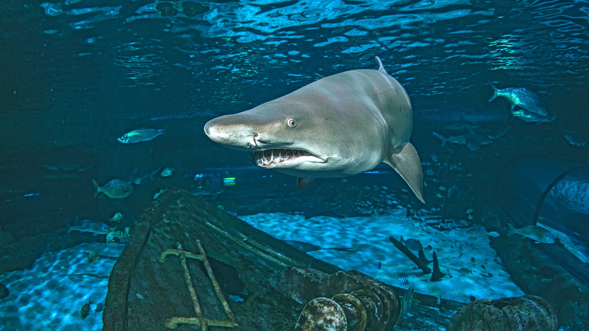a shark in a tank enclosure with other fish