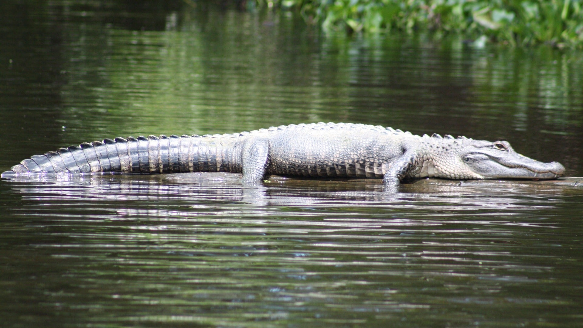 an alligator in a swamp