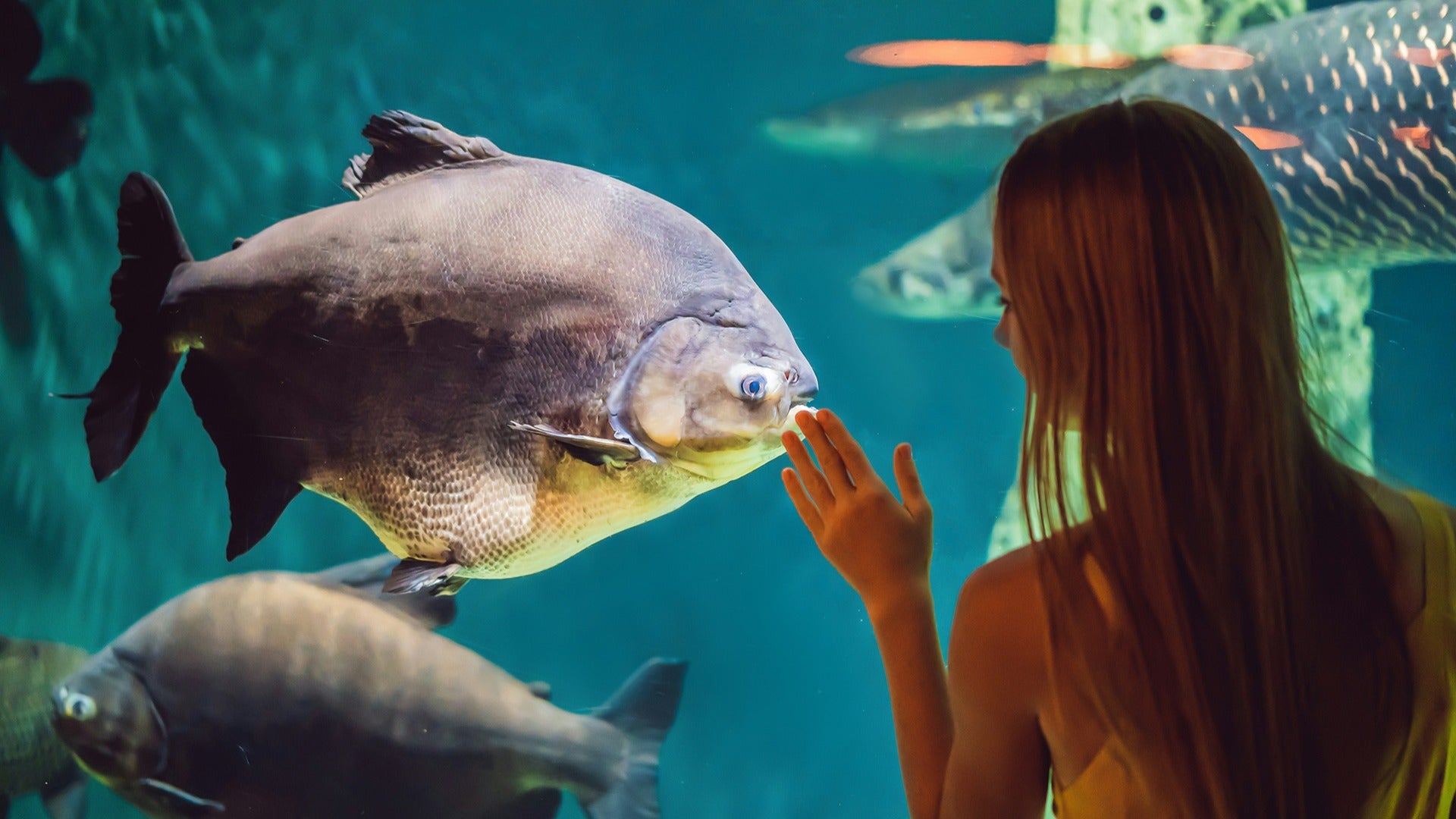 a young girl looking through an aquarium with fish