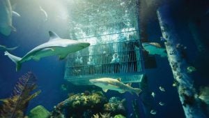 a family in an aquarium cage with sharks swimming around