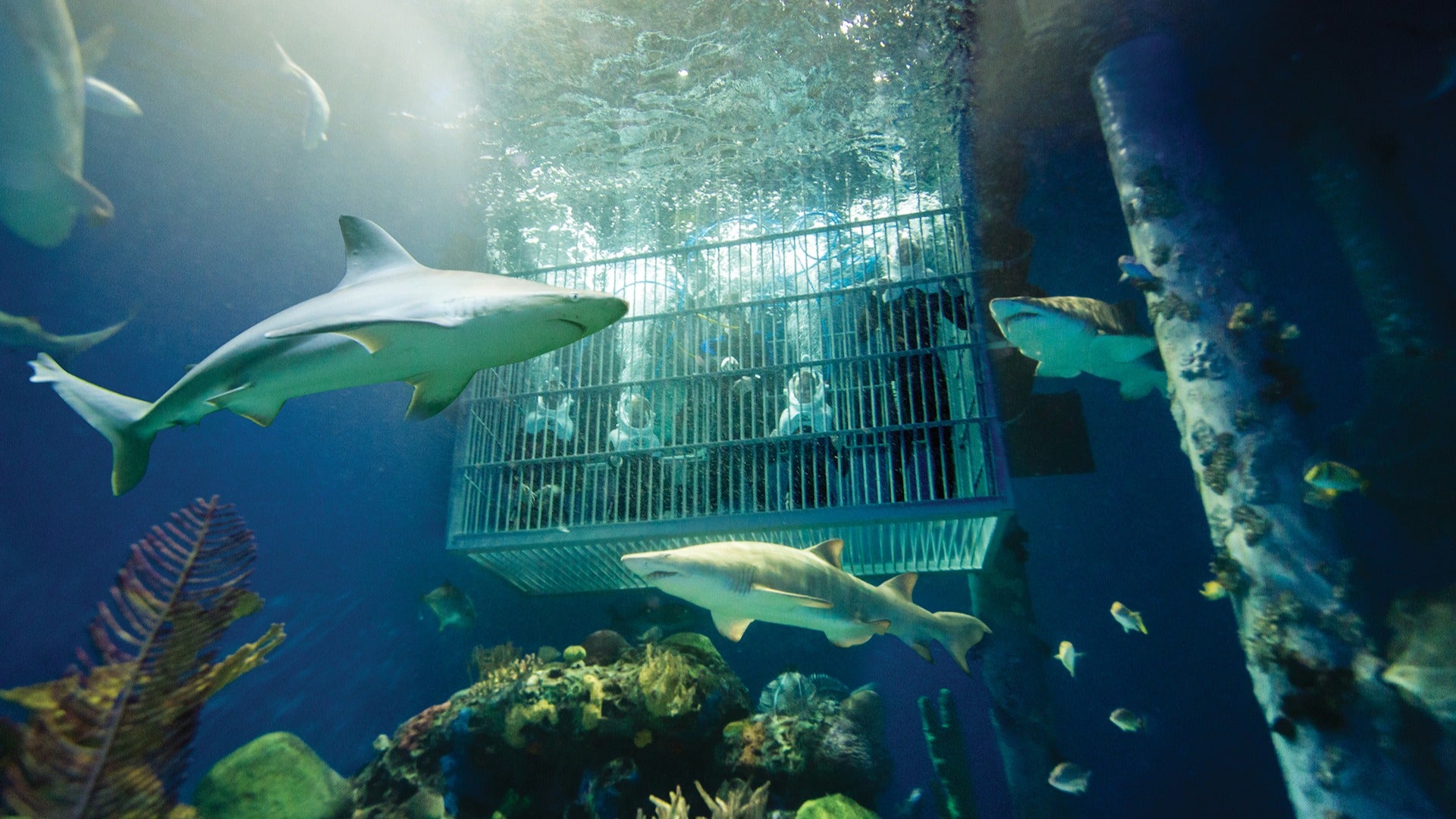 a family in an aquarium cage with sharks swimming around