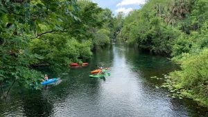 a group of people riding kayaks through a forest river