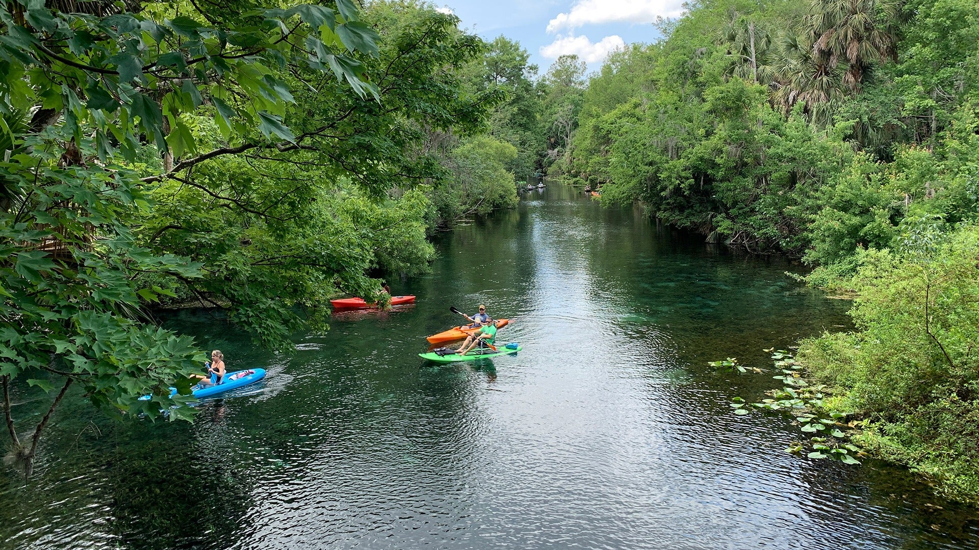 a group of people riding kayaks through a forest river