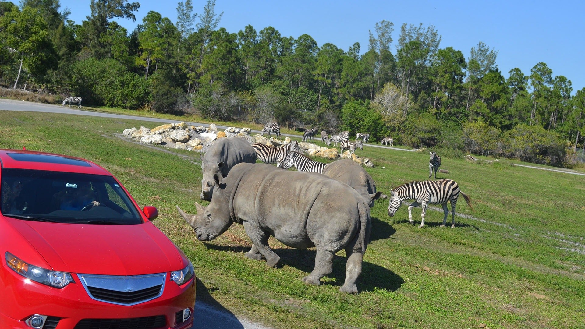 rhinoceros and zebras in the wild with a car on the side and trees at the back