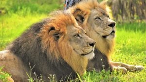 lions laying on the grass
