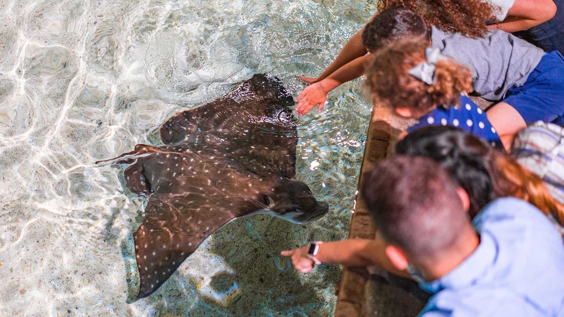 kids and a staff member leaning over a touch pool with a ray