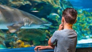 a young boy looking into an aquarium with a shark