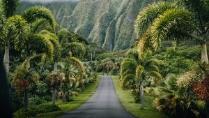 a road surrounded by trees and mountains