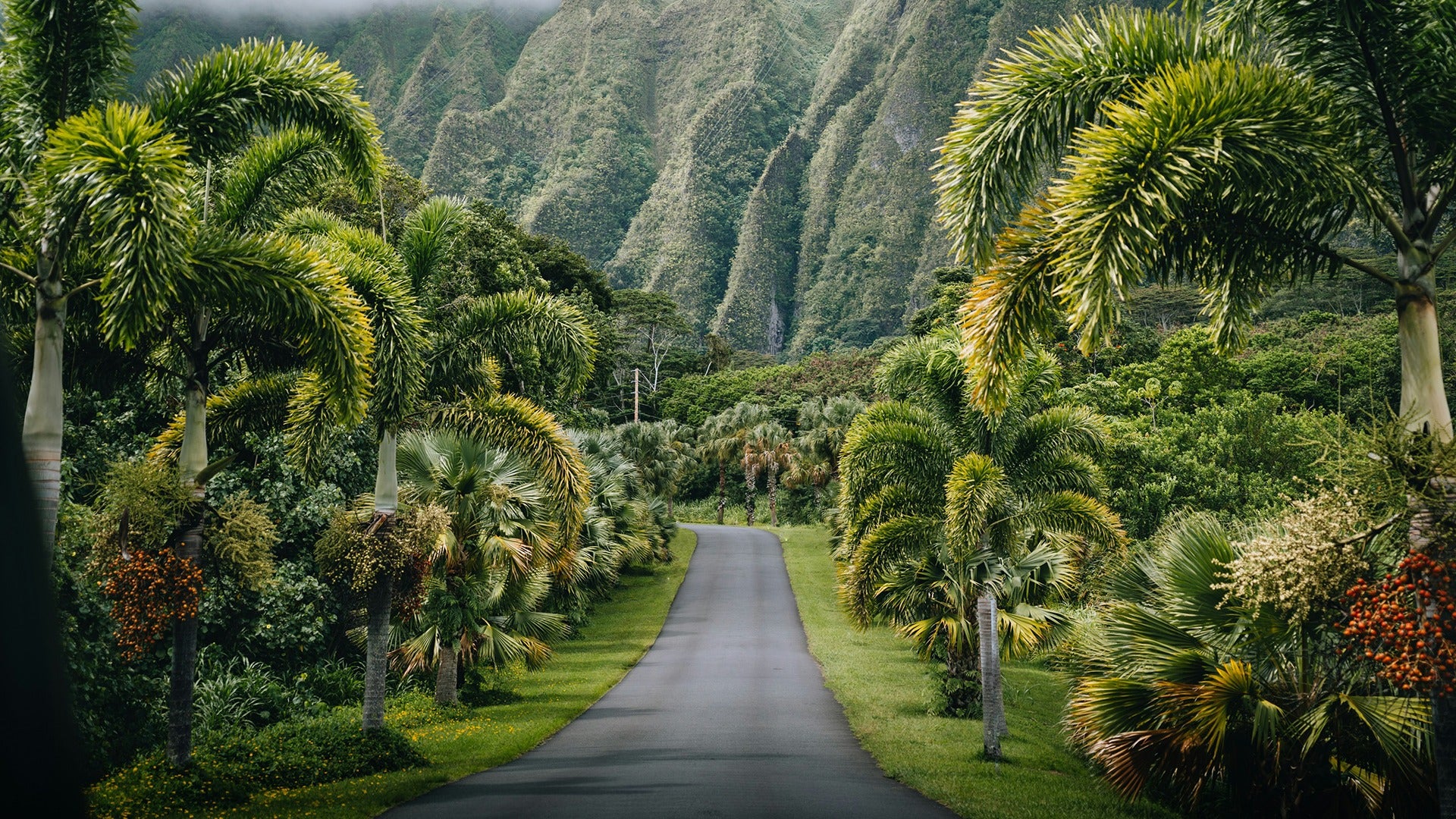 a road surrounded by trees and mountains