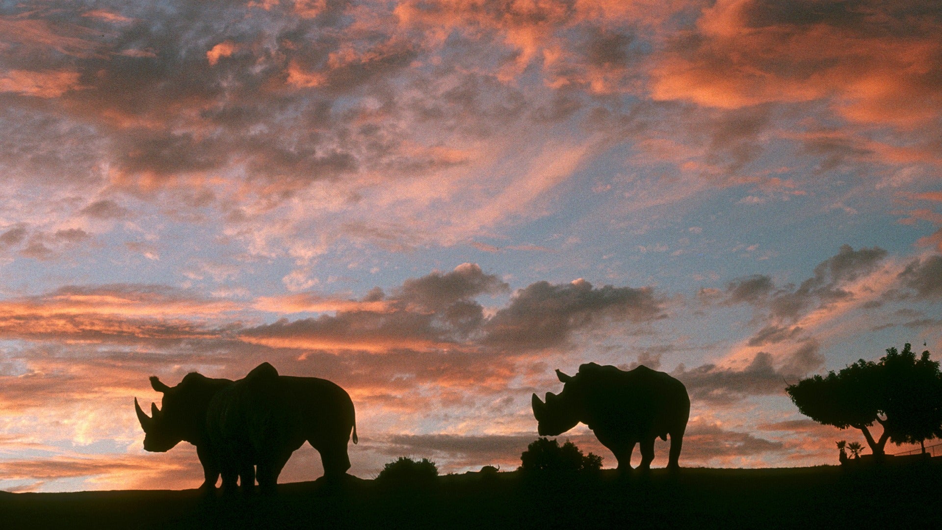 rhinoceros walking during sunset with view of trees