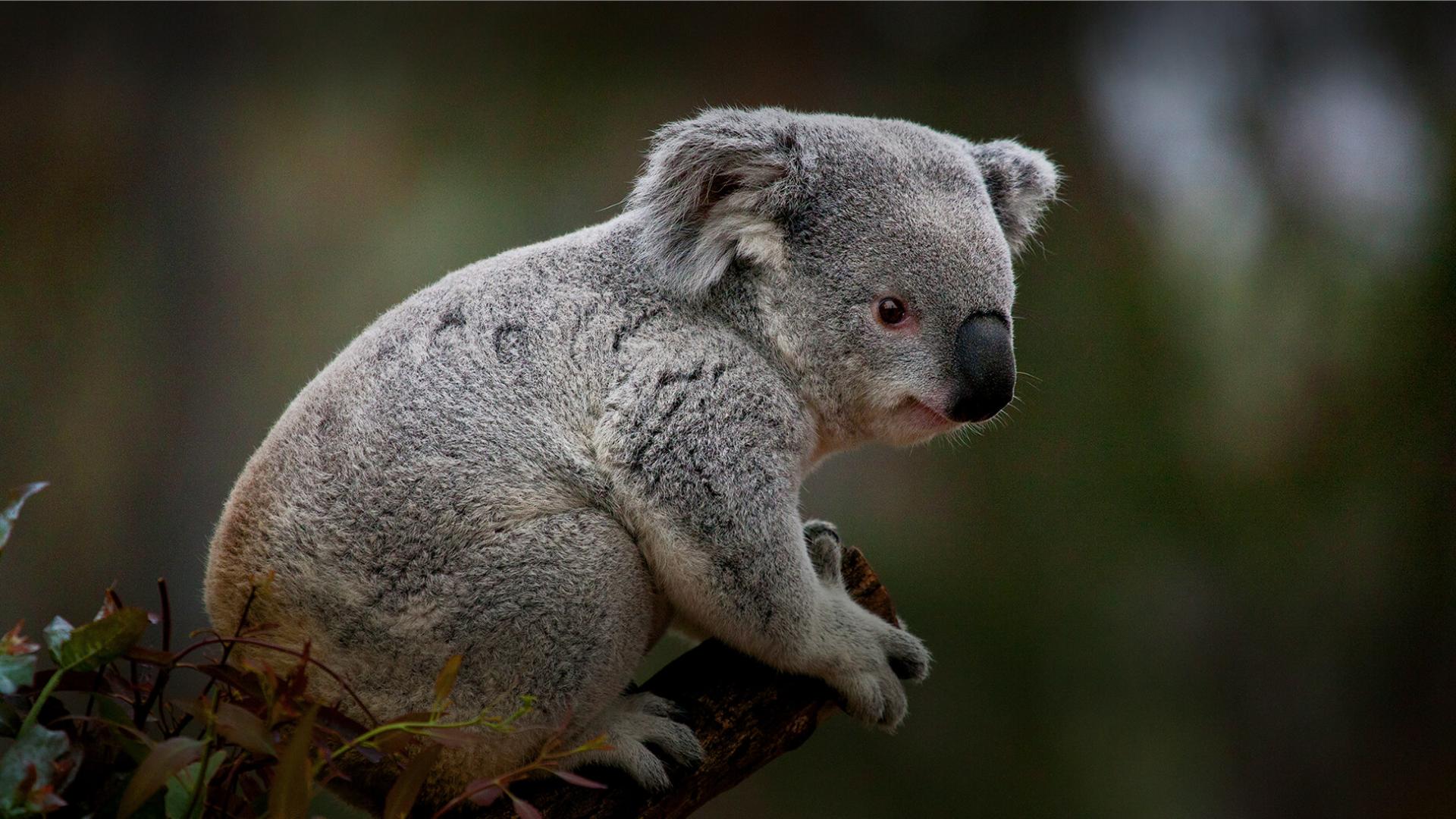 a koala on a tree branch