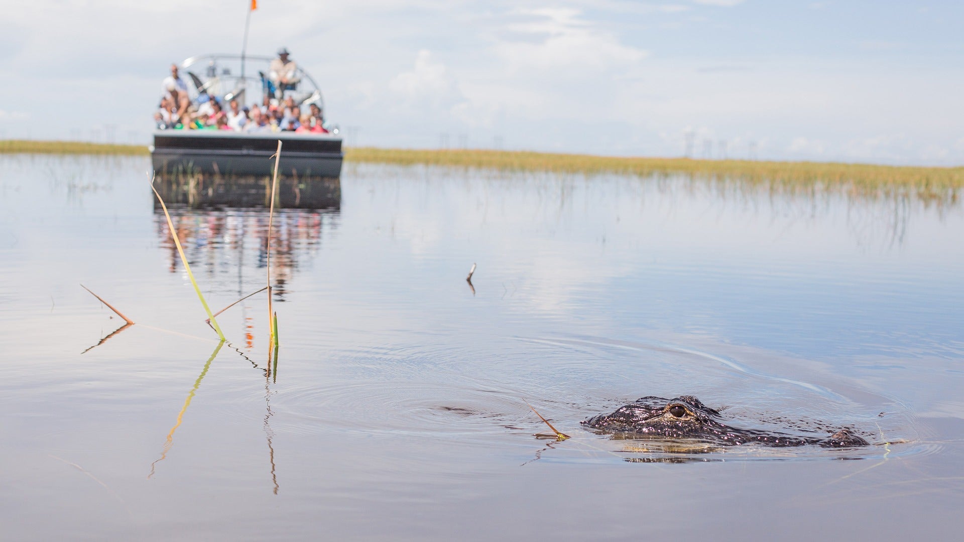 people aboard an airboat passing through a swamp with an alligator in front