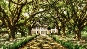 a plantation house lined with oak trees