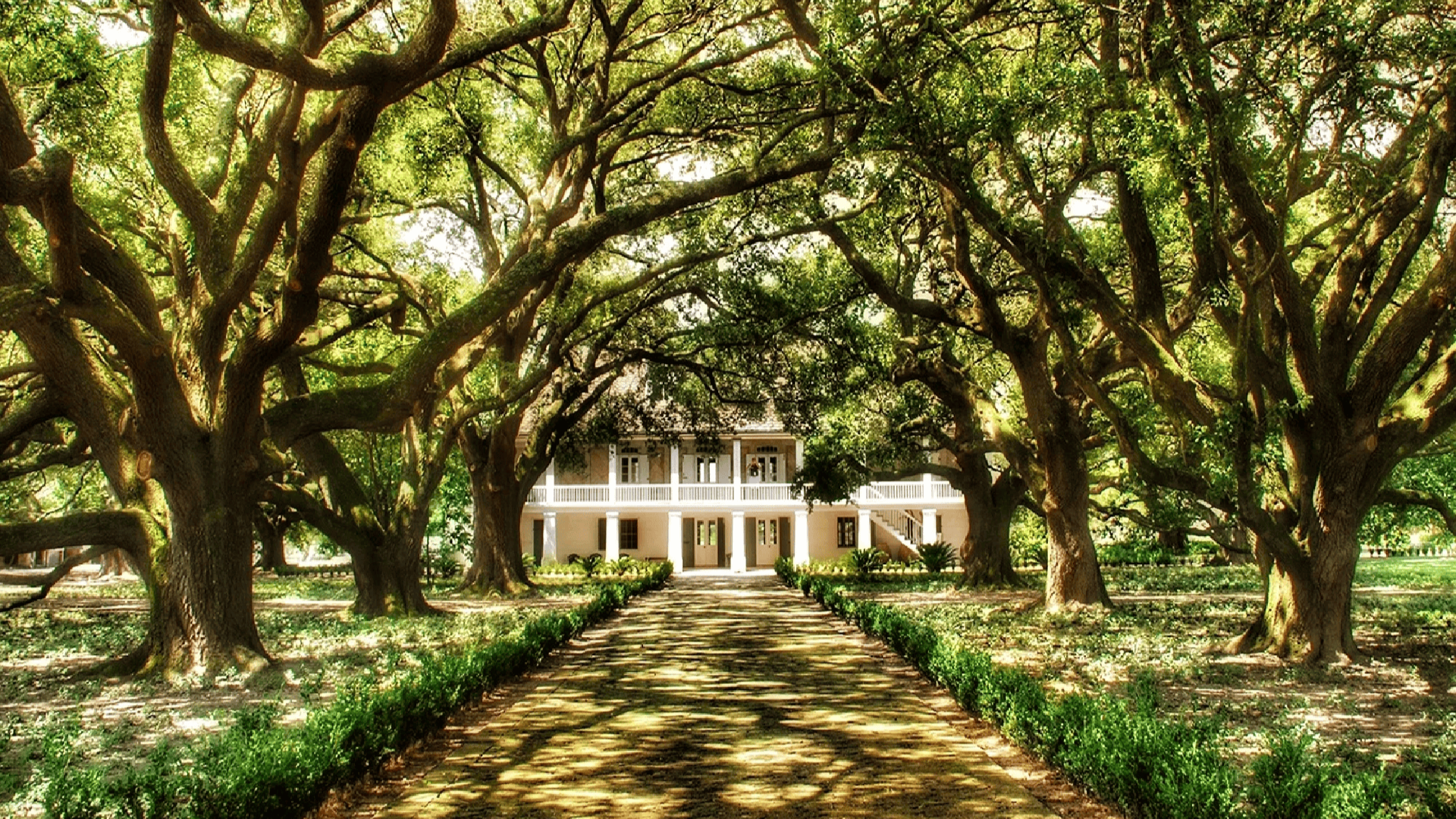 a plantation house lined with oak trees