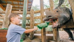 a kid feeding lettuce to a rhinoceros