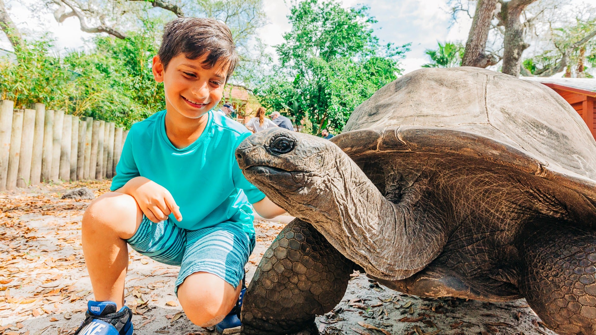 a kid petting a large turtle