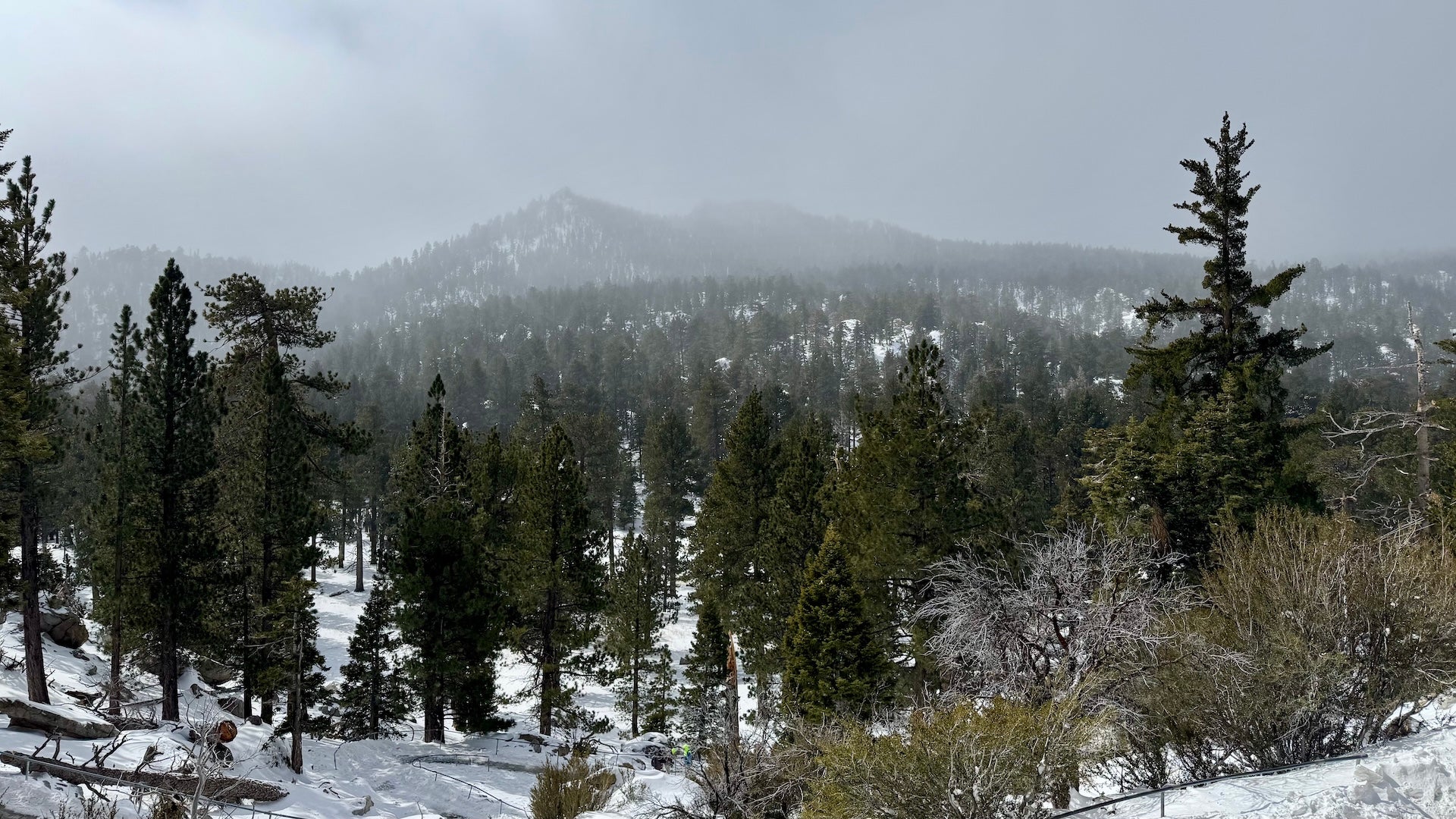 View of San Jacinto State park snow and pine trees at the Palm Springs Aerial Tramway