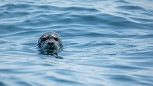 a seal popping its head out of the ocean