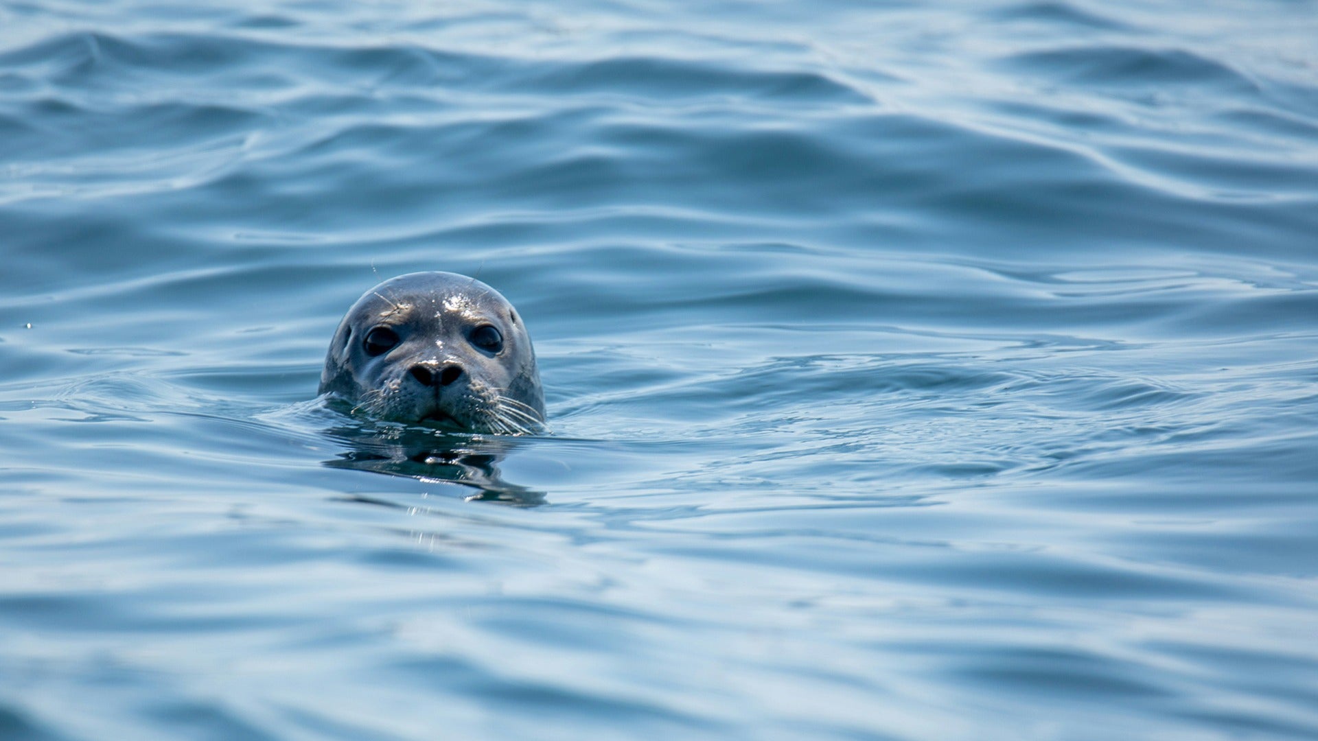a seal popping its head out of the ocean