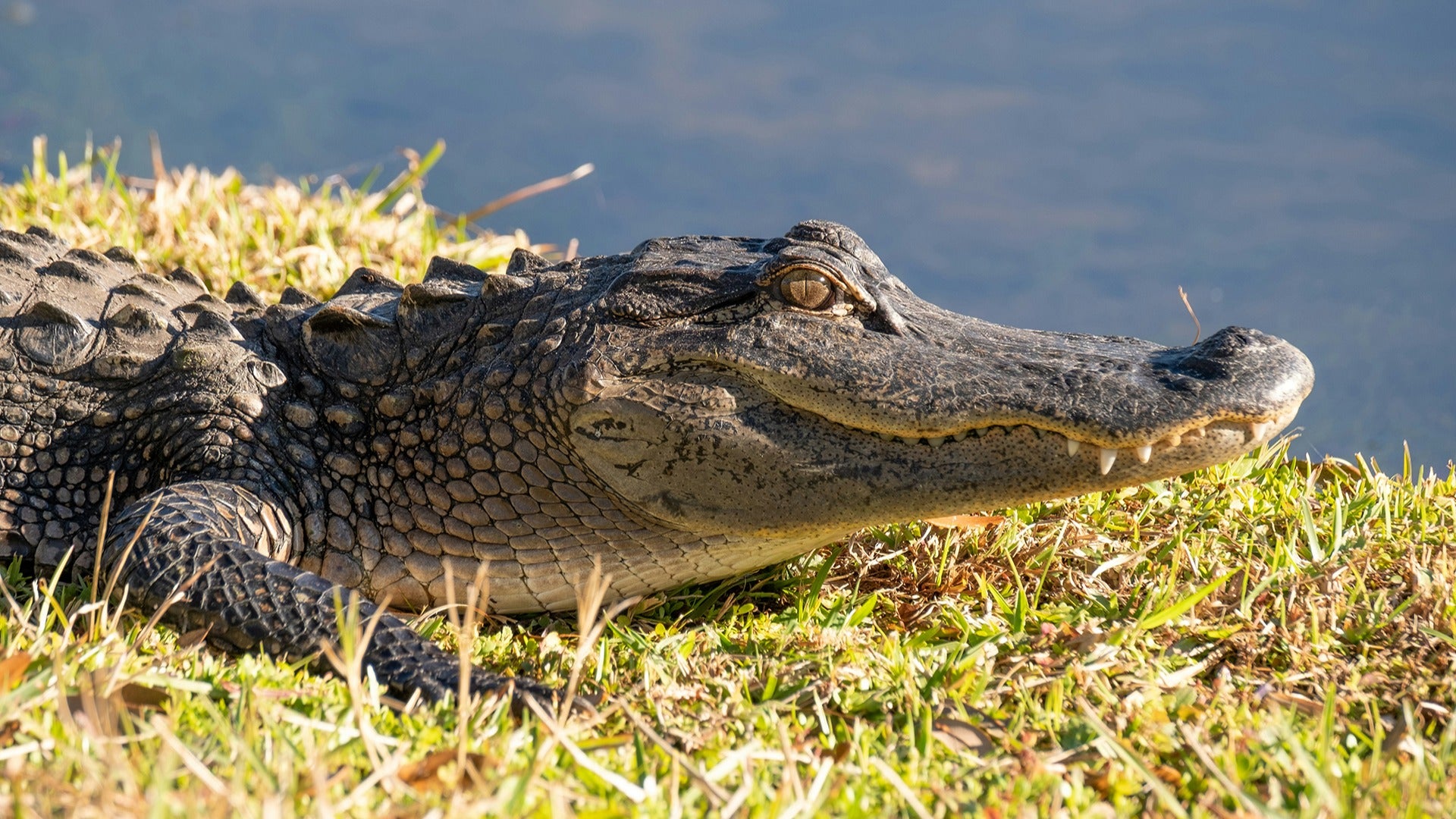 an alligator near the water
