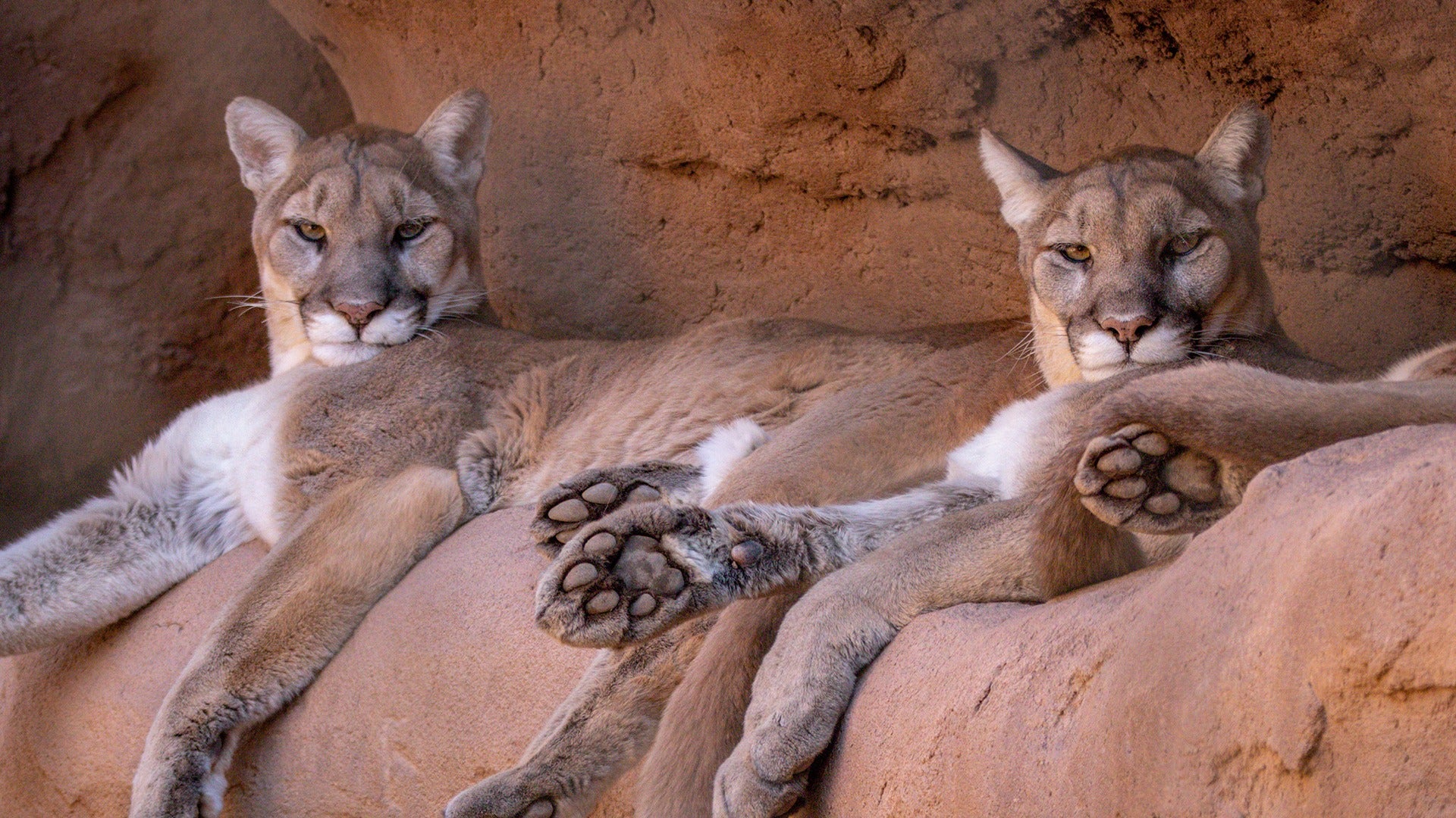 Two mountain lions lounge together on a rocky ledge, showing their powerful build and calm demeanor in a desert habitat