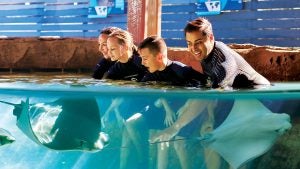 a family in an interactive pool with manta rays