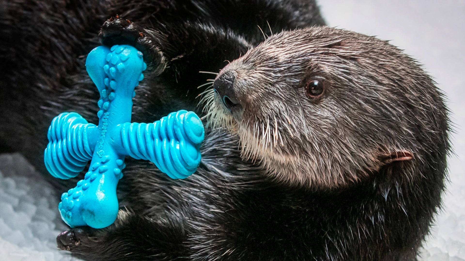 a sea otter with a toy