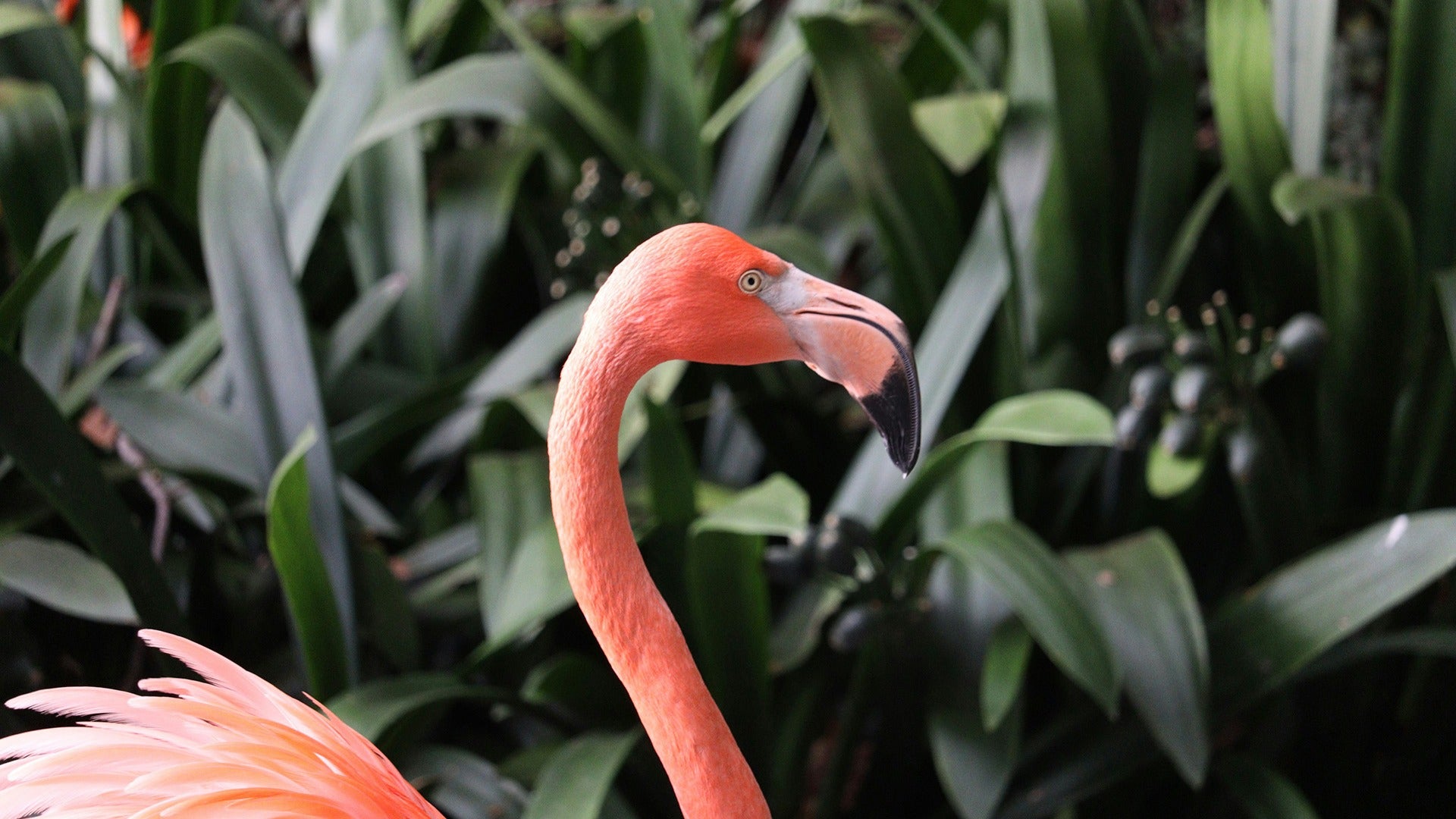 a pink flamingo amidst plants