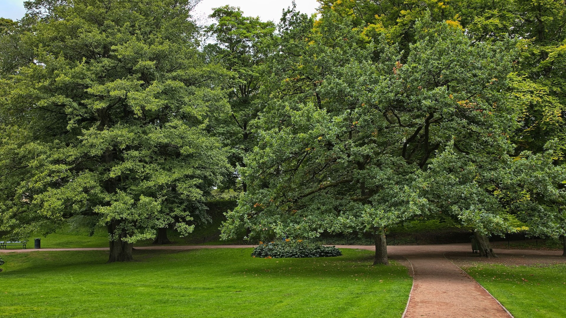Green trees in a park